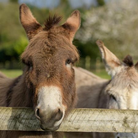 Luccombe Farm Holiday Cottages Milton Abbas Eksteriør billede