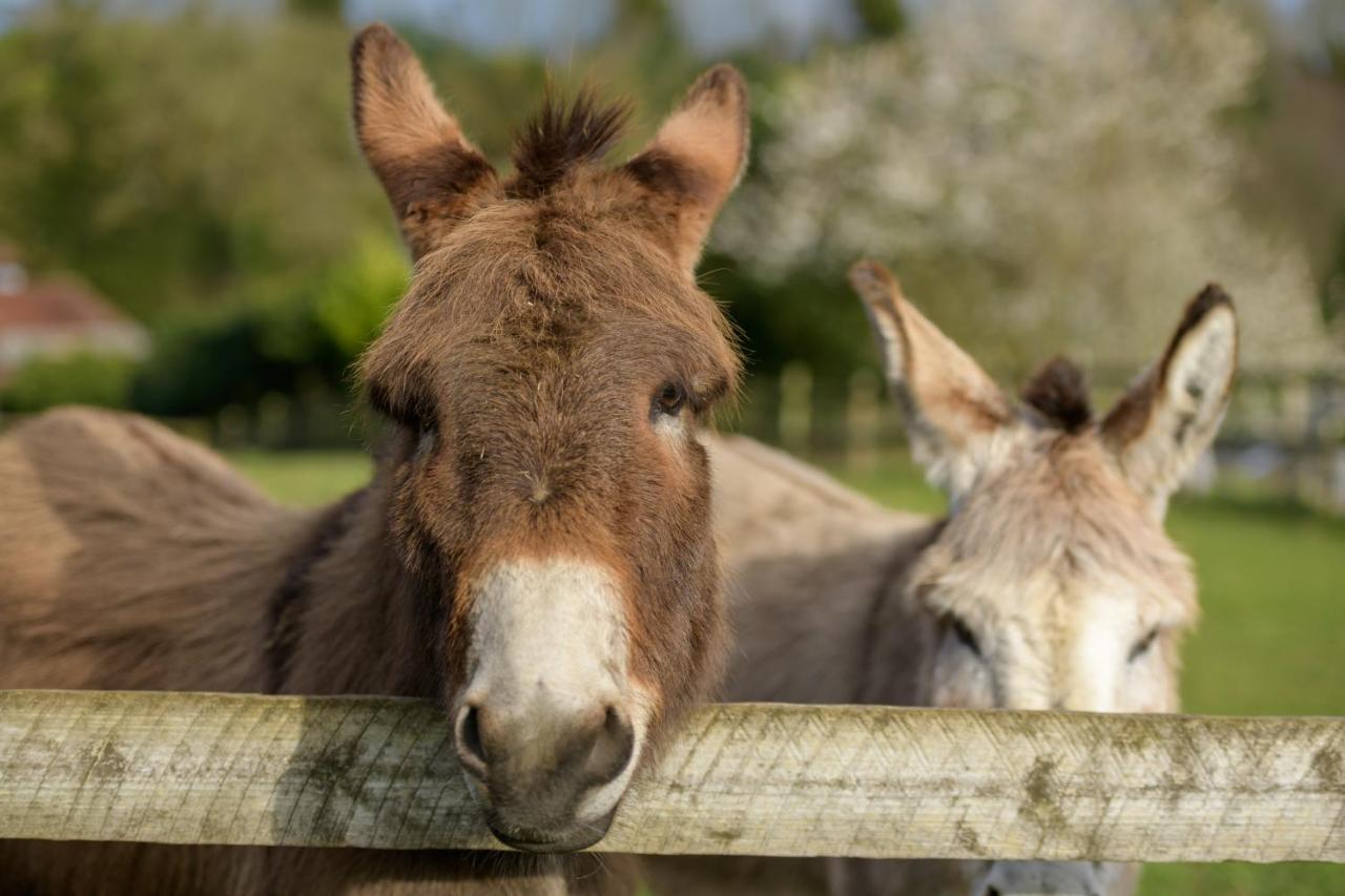 Luccombe Farm Holiday Cottages Milton Abbas Eksteriør billede